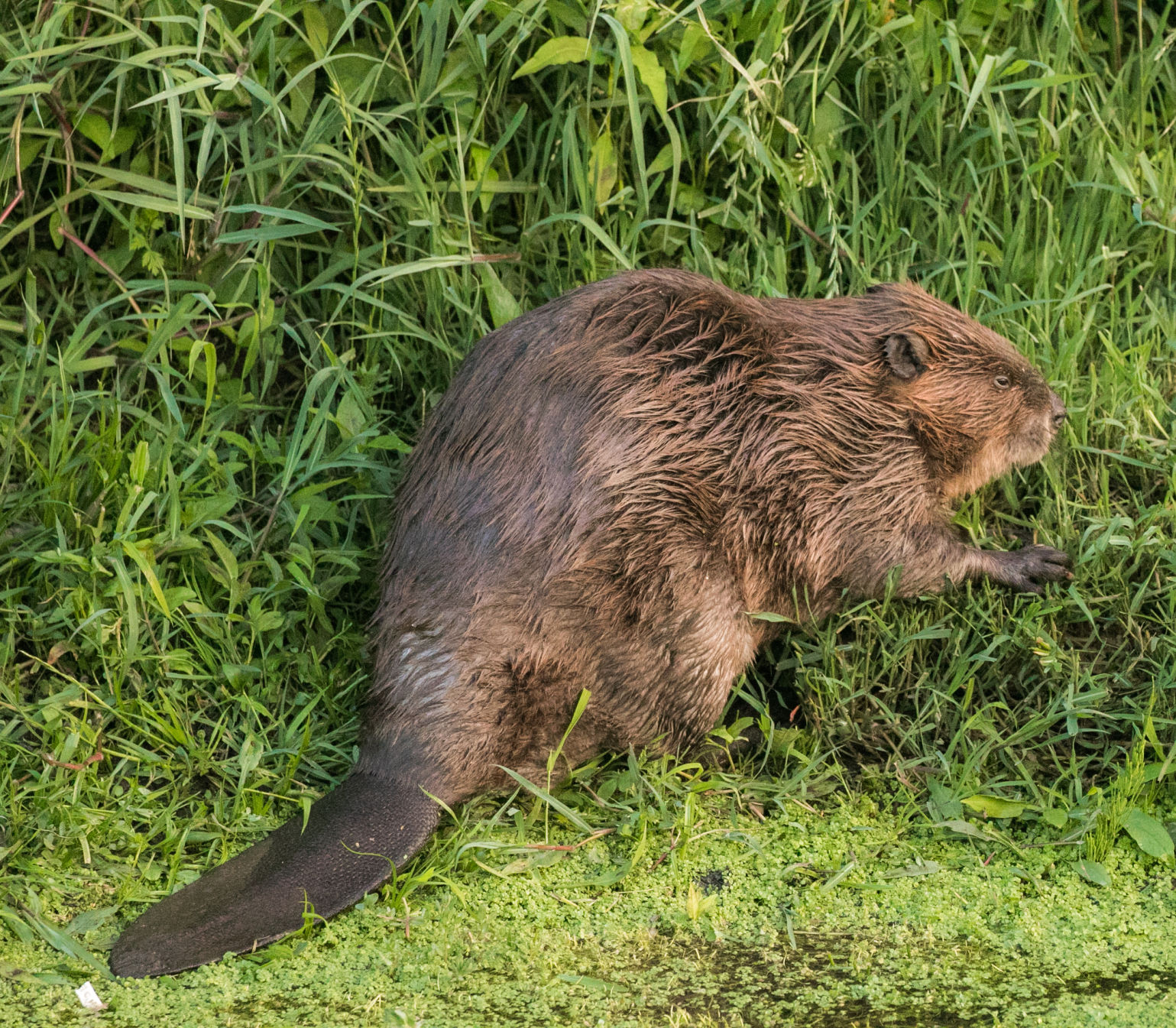 Beaver Lodge